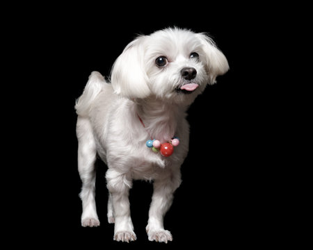 Maltese in front of a black background