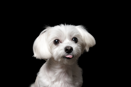 Maltese in front of a black backgroundの写真素材
