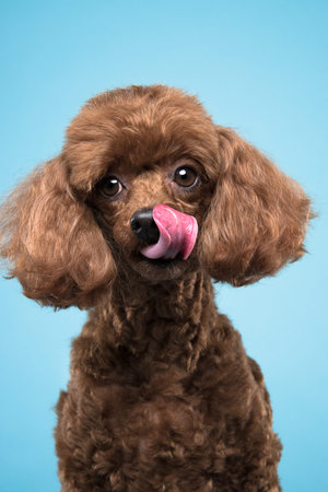 poodle portrait in blue backgroundの写真素材