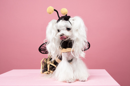 Maltese portrait in pink backgroundの写真素材