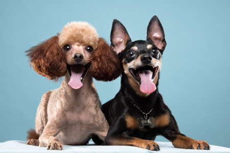 Miniature Pinscher, Poodle portrait in blue background