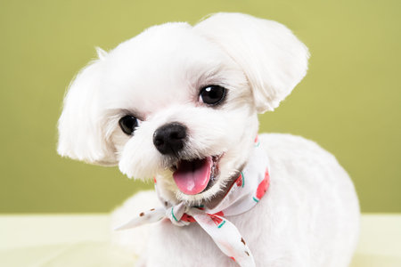 Maltese portrait in green background