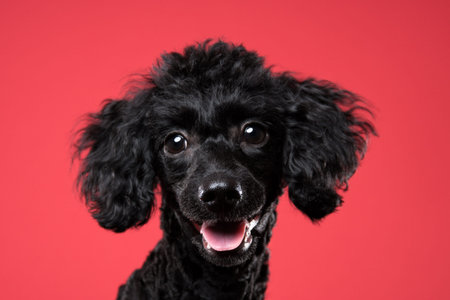 black poodle portrait in red backgroundの写真素材