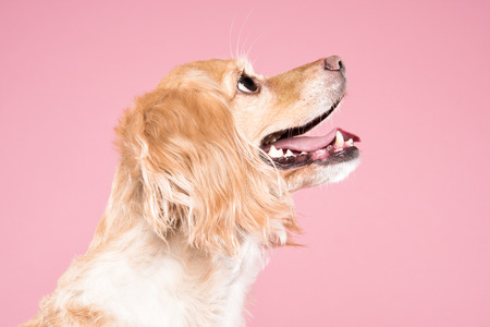 Cocker Spaniel portrait in pink backgroundの写真素材