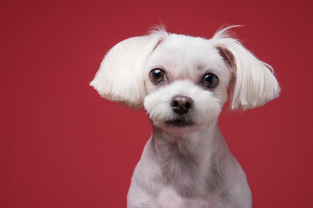 Maltese puppy studio portrait - Isolatedの写真素材