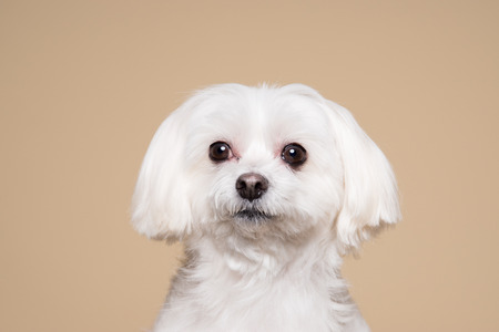 Cute white puppy posing in studio - Maltese dogの写真素材