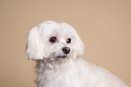 Cute white puppy posing in studio - Maltese dogの写真素材