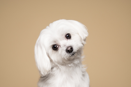 Cute white puppy posing in studio - Maltese dogの写真素材