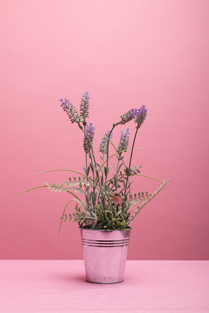 Lavender Vase Model on a Pink Backgroundの写真素材