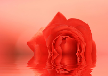 Beautiful red rose with reflection in puddle of water.の写真素材