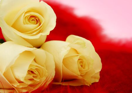 Beautiful yellow roses against a red and pink background.の写真素材