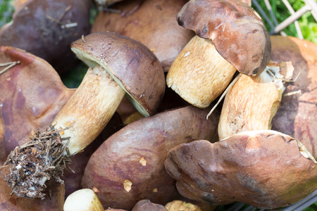 porcini mushroomsの写真素材