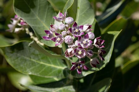 Blossom of Calotropis procera, sometimes called Apple of Sodom, in Omans Wadi Bani Khalidの写真素材