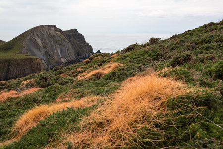 Gorse at Devon's coastline covered with brightly orange Common Dodder Cuscuta epithymum