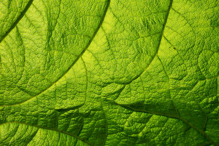 Close-up view of leaf structure details of Giant Rhubarb Gunnera manicataの写真素材