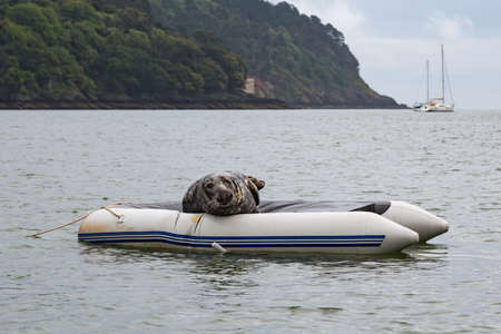 A seal named Windo has become a local celebrity after taking up residence on an upturned boat in Dartmouth, Devon UKの写真素材