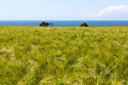 Barley field in front of sea near Seaton, Devon, UKの写真素材