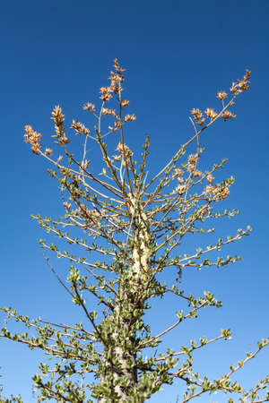 Flowering top of a boojum tree or cirio fouquieria columnaris in Baja California, Mexicoの写真素材
