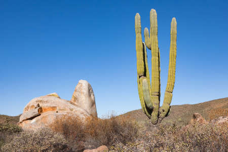 Cardon or elephant cactus Pachycereus pringlei next to a rock in Baja California, Mexicoの写真素材