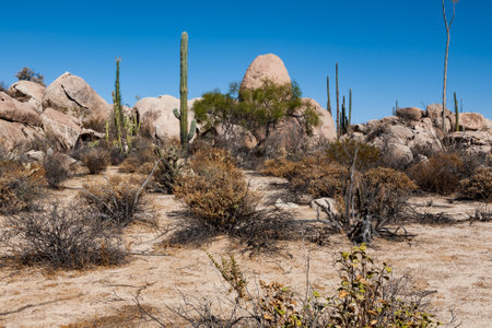 Cardon or elephant cactus Pachycereus pringlei next to a rock in Baja California, Mexicoの写真素材