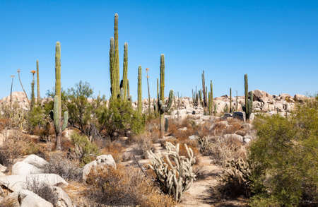 Cardon or elephant cactus Pachycereus pringlei in boulder field of Baja California, Mexicoの写真素材