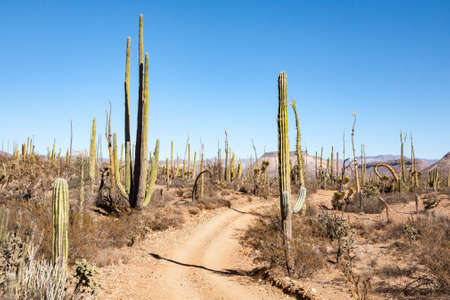 Narrow dirt track between cardon cacti in central Baja California, Mexicoの写真素材