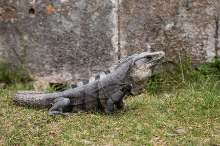 Black spiny-tailed iguana Ctenosaura similis at Uxmal, Yucatan , Mexicoの写真素材