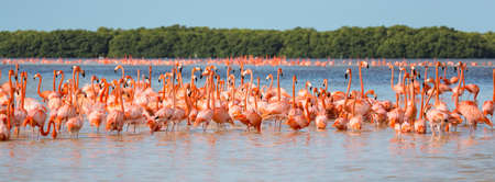 American aka Caribbean flamingos Phoenicopterus ruber at the lagoon of Celestun, Yucatan, Mexicoの写真素材