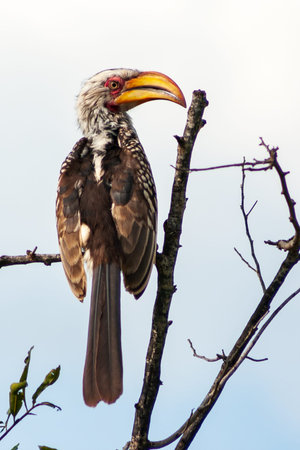 Male Southern yellow-billed Hornbill Tockus leucomelas in Kruger National Park, Mpumalanga, South...