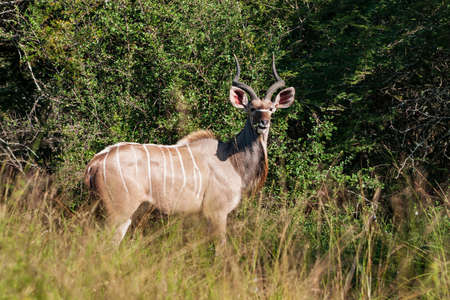 Male Greater kudu antelope bull Tragelaphus strepsiceros in woodland of Kruger National Park, South Africaの写真素材
