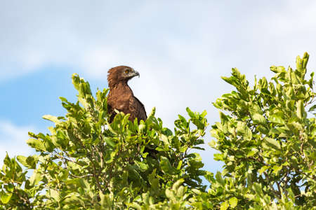 Brown snake eagle Circaetus cinereus sitting on a tree, Kruger National Park, South Africaの写真素材