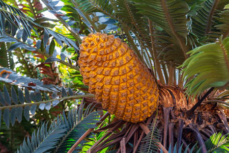 Orange cone of a Modjadji Palm Encephalartos transvenosus, Limpopo, South Africaの写真素材