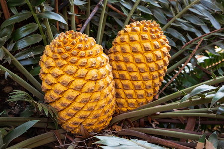 Orange cones of a Modjadji Palm Encephalartos transvenosus, Limpopo, South Africaの写真素材