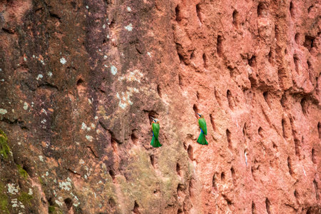 Two White-fronted bee eaters Merops bullockoides sitting at the nesting cavities, Mlilwane Wildlife...