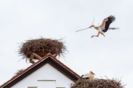 White stork Ciconia ciconia in the landing approach to the nest with building material, Salem, Germanyの写真素材