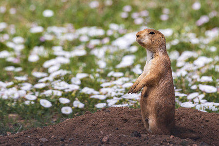Standing black-tailed prairie dog Cynomys ludovicianus at Rocky Mountain Arsenal National Wildlife...