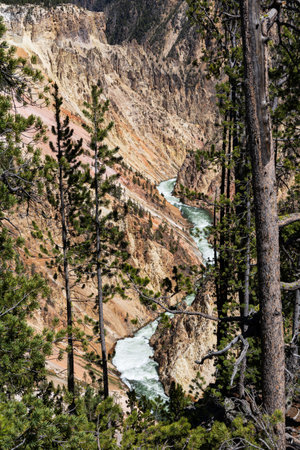 Grand Canyon of the Yellowstone as seen from North Rims Lookout Point, Yellowstone National Park, Wyoming, USAの写真素材