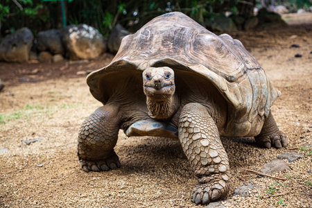 Aldabra giant tortoise Aldabrachelys gigantea in La Vanille Nature Park, Savanne, Mauritius