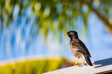 Common or Indian myna Acridotheres tristis, an omnivorous open woodland bird, Tamarin, Black River, Mauritiusの写真素材
