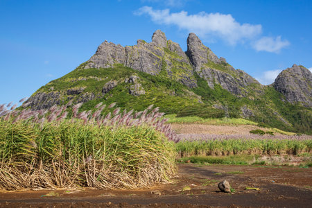Flowering sugar cane against the sky, Moka district, Mauritiusの写真素材