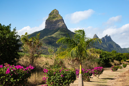 Rempart mountain surrounded by flowering bushes, Tamarin, Mauritiusの写真素材