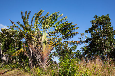 Travellers palm tree Ravenala madagascariensis at Black River Gorges National Park, Mauritiusの写真素材
