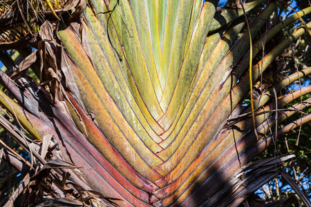 Close-up view at Travellers palm tree Ravenala madagascariensis at Black River Gorges National Park, Mauritiusの写真素材