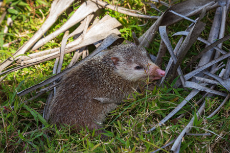A tenrec, a small mammal originating from Madagascar, seen at Black River Gorges National Park, Mauritiusの写真素材