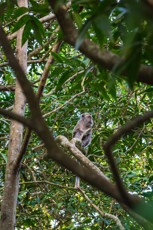 long-tailed or crab-eating macaque Macaca fascicularis sitting on a tree, Mauritiusの写真素材