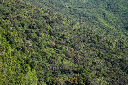 Dense rainforest covering hills in Black River Gorges National Park, Mauritiusの写真素材