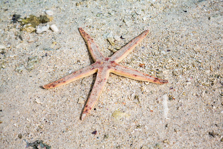 Starfish in shallow water at beach of Ile aux Aigrettes, Mauritius