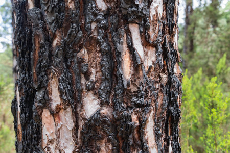 charred pine bark in volcanic landscape near La Montanetas Ermita de San Francisco, Garachico, Tenerife, Spainの写真素材