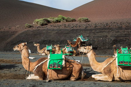 Camels waiting for tourists to take a ride at Timanfaya National Park, Lanzarote, Spainの写真素材
