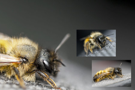 Collage with three images of a bee 